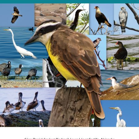 Guía de aves comunes de Playa Ventura, Copala, Guerrero